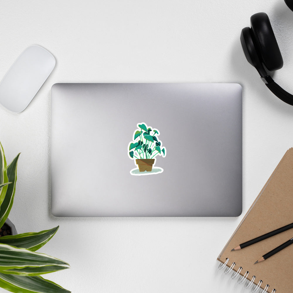 Little Plant