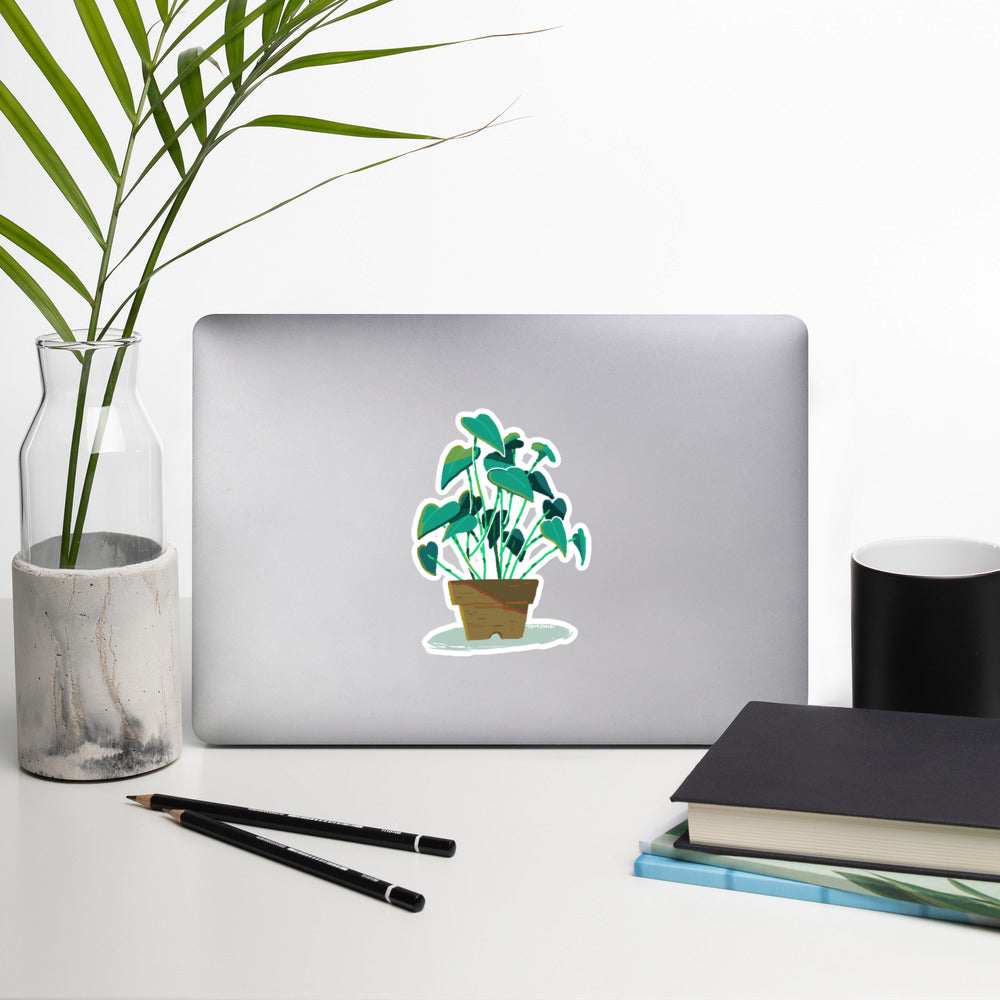 Little Plant