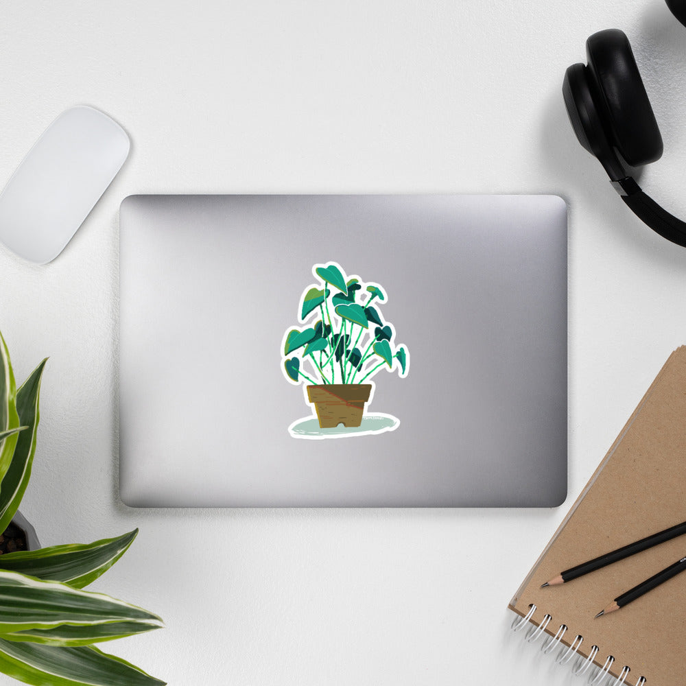 Little Plant
