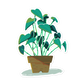 Little Plant